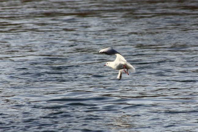 uccelli del fiume Ticino